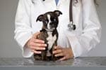 Veterinary Assistant